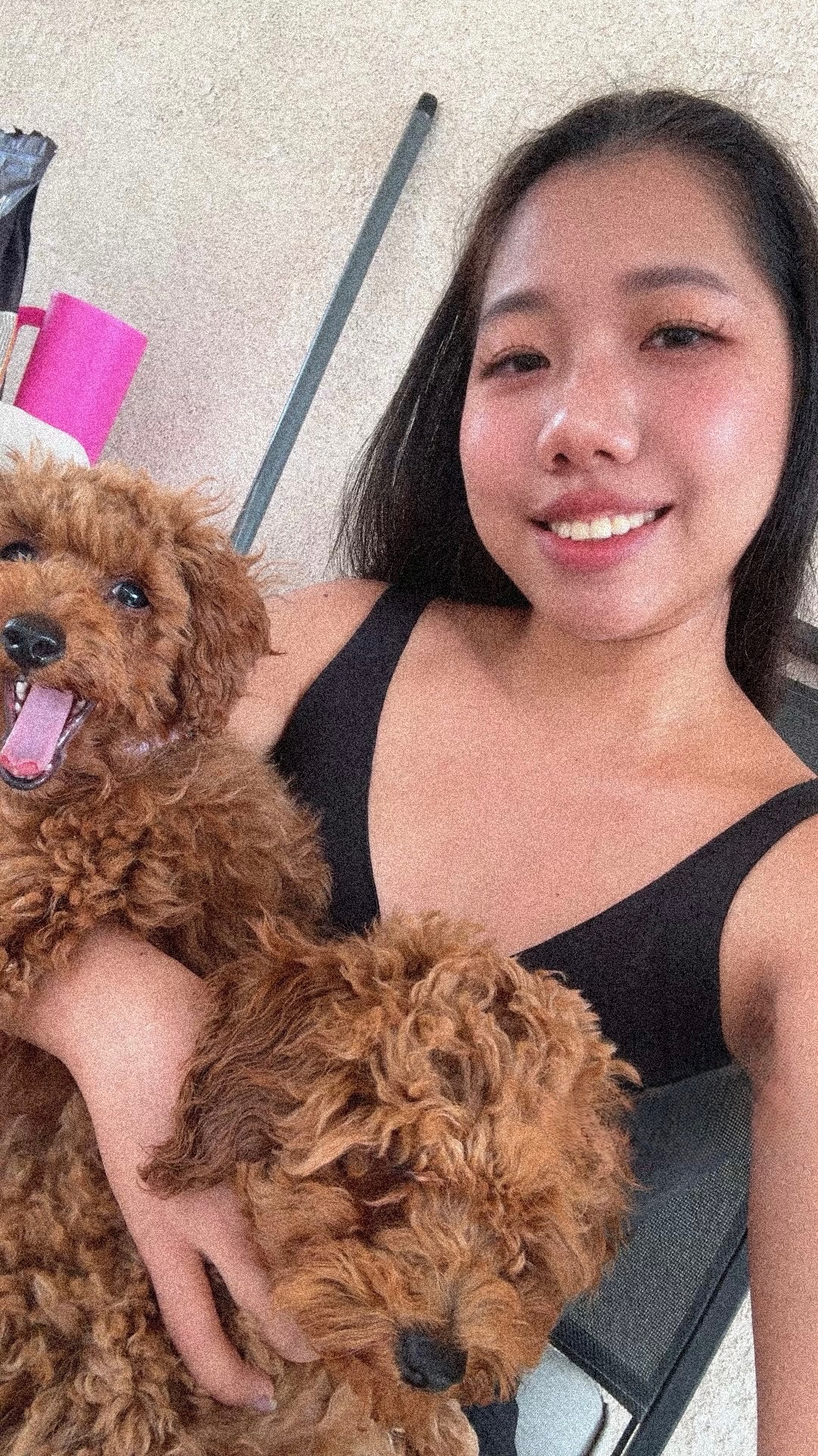 UrbanXI Red Toy Poodle in our Rancho Cucamonga home