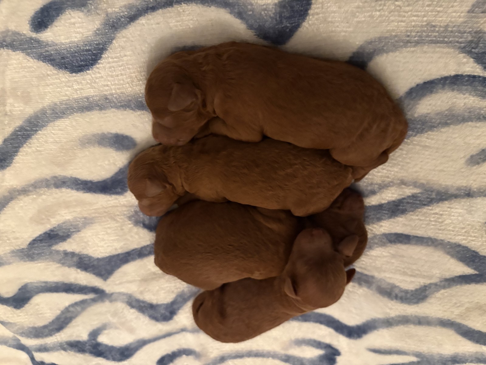 UrbanXI newborn red toy poodle puppies snuggled together