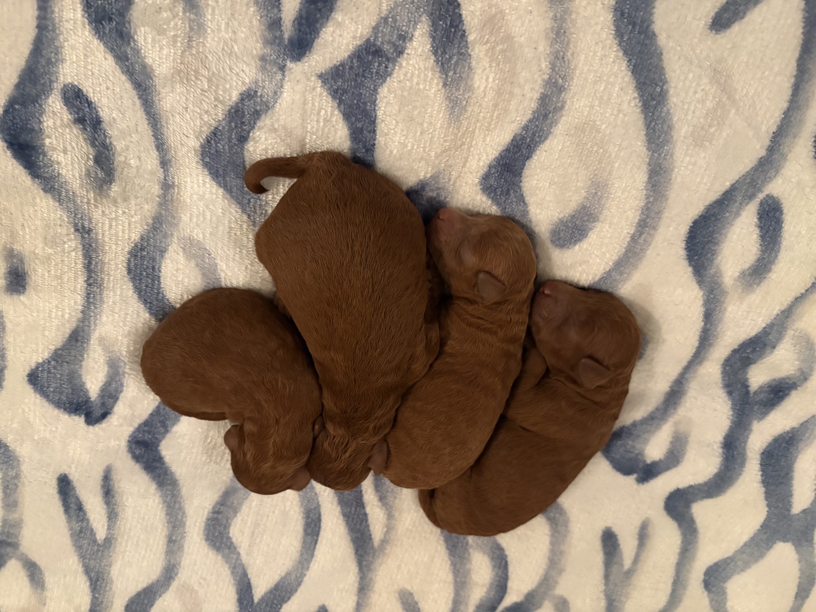 Sweet newborn red puppies on blanket