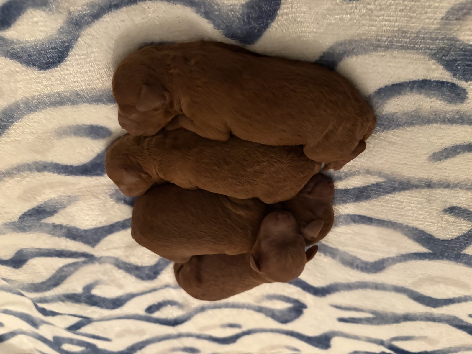 Close overhead view of newborn red toy poodles