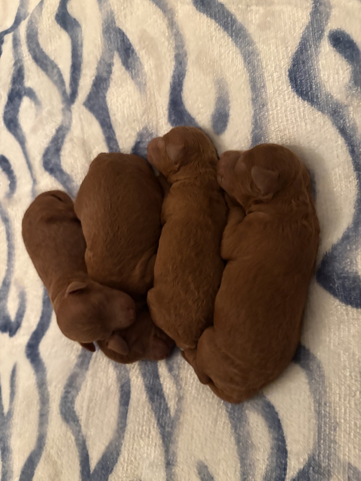 Newborn AKC red toy poodle litter resting