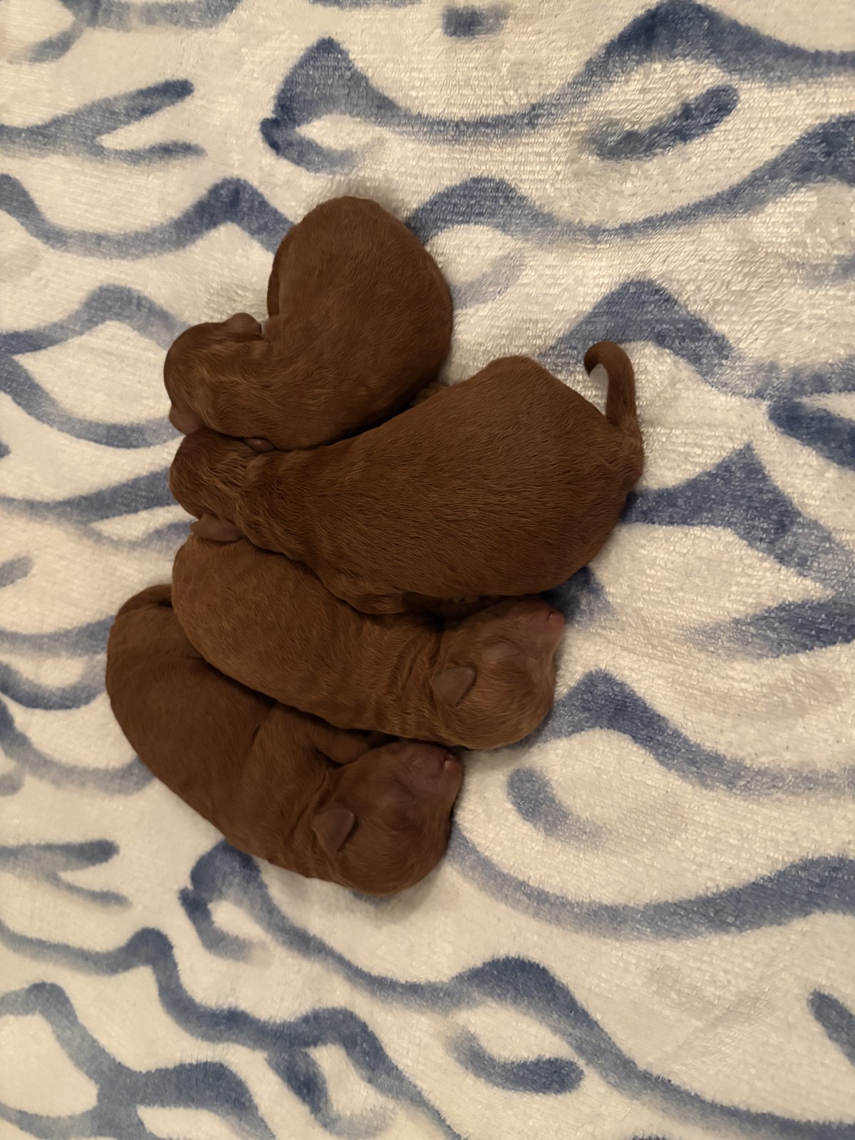 Sweet newborn toy poodle darlings