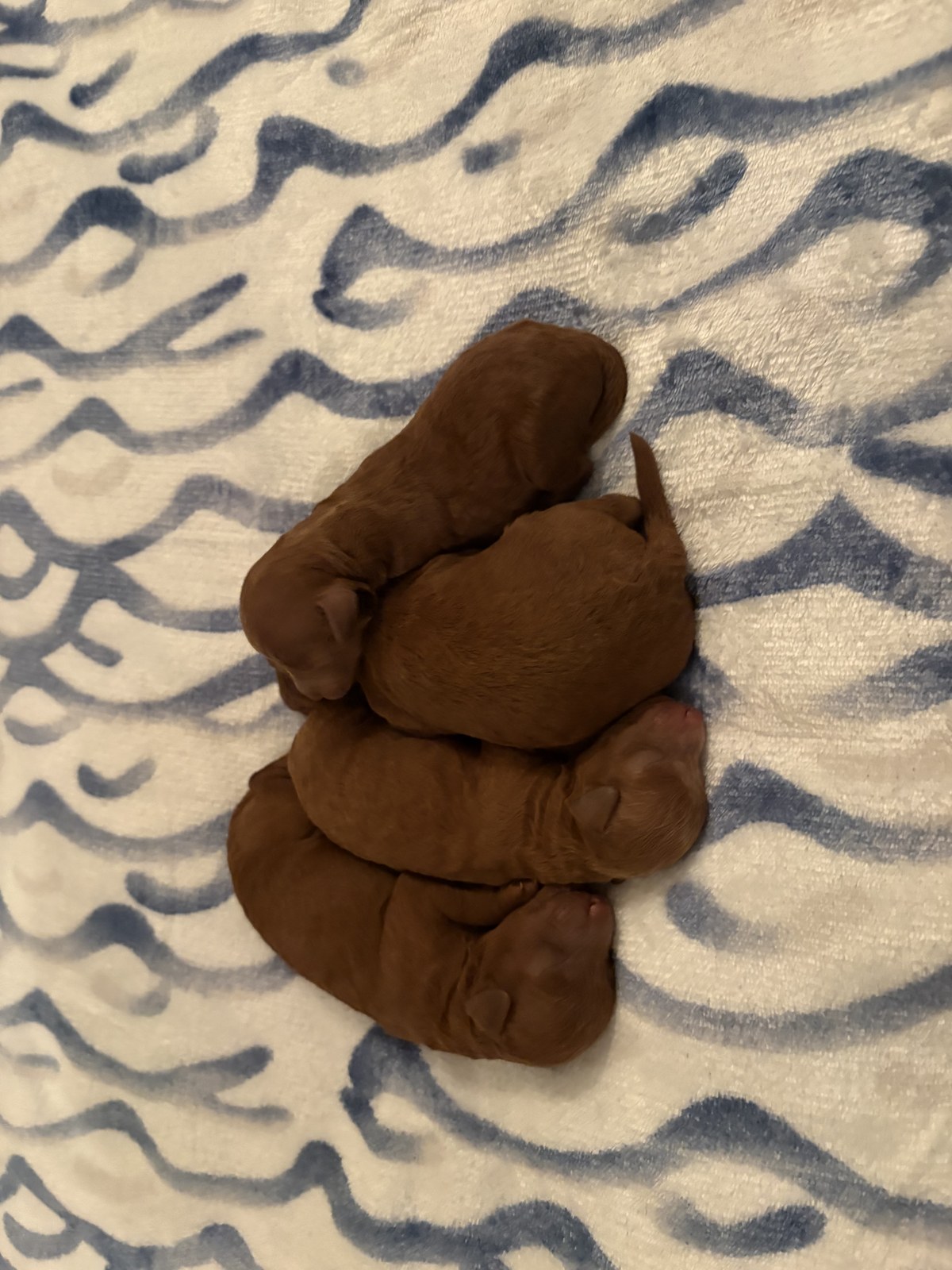 Precious newborn red toy poodle puppies