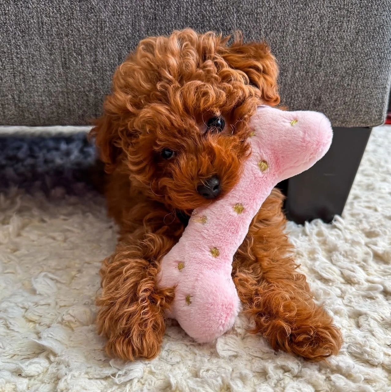 UrbanXI Red Toy Poodle