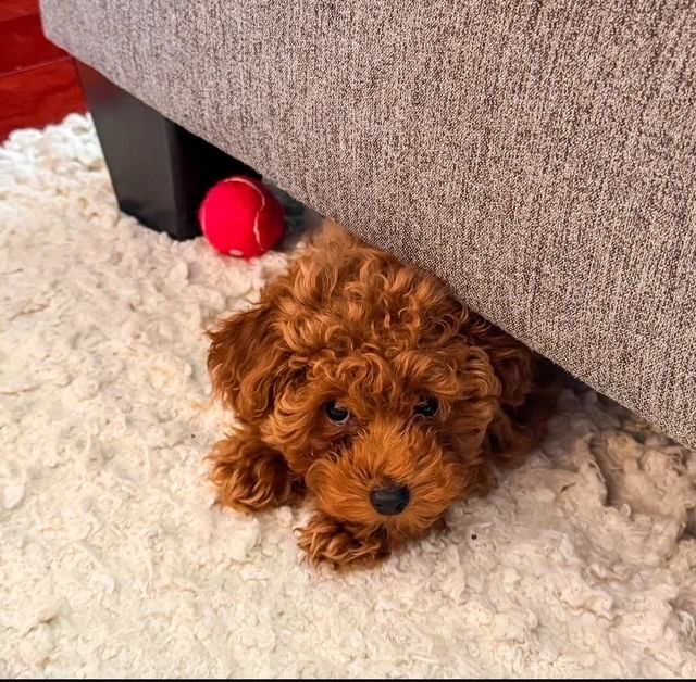 UrbanXI Red Toy Poodle