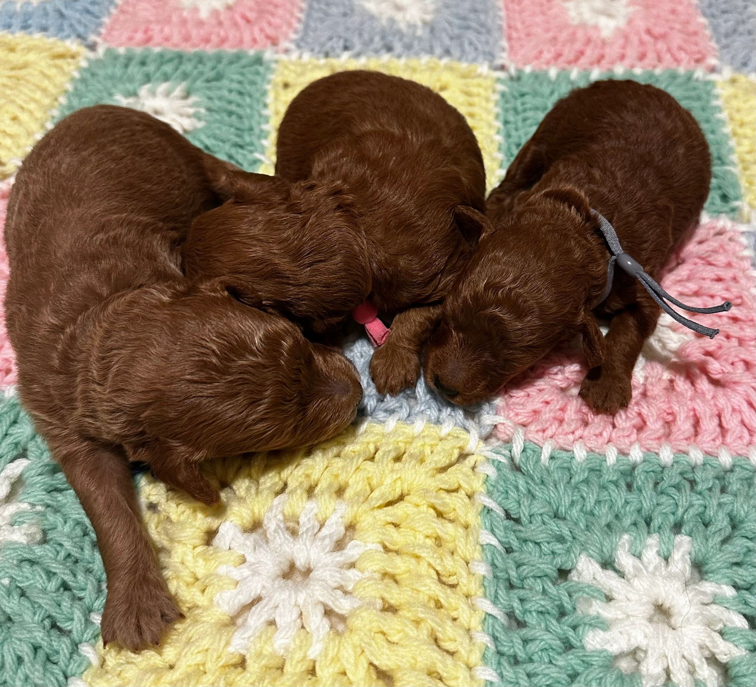 UrbanXI Red Toy Poodle