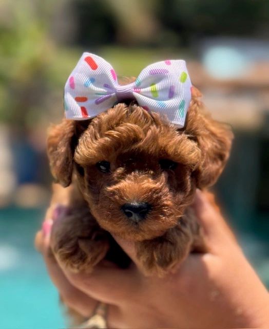 UrbanXI Red Toy Poodle