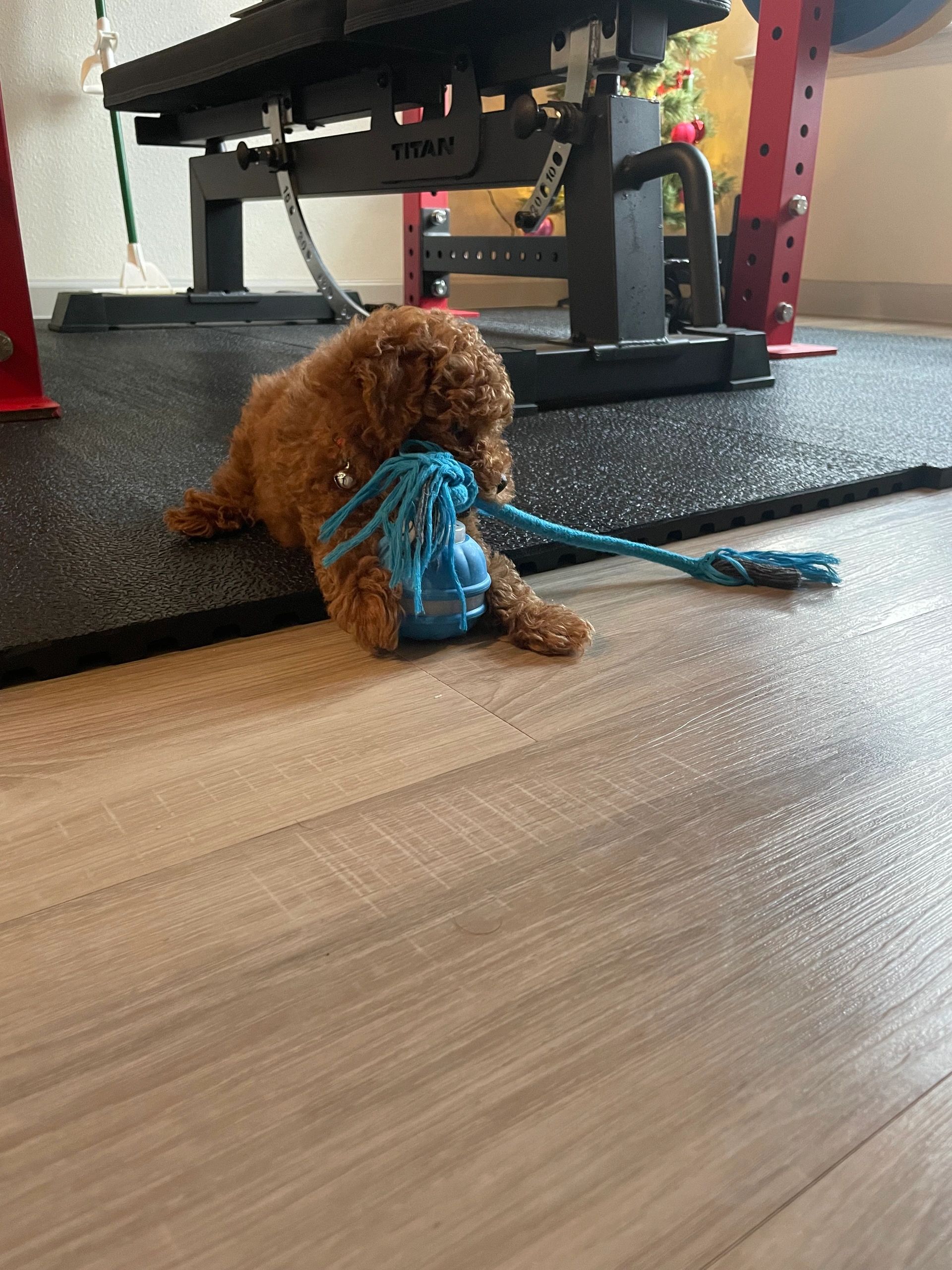UrbanXI Red Toy Poodle