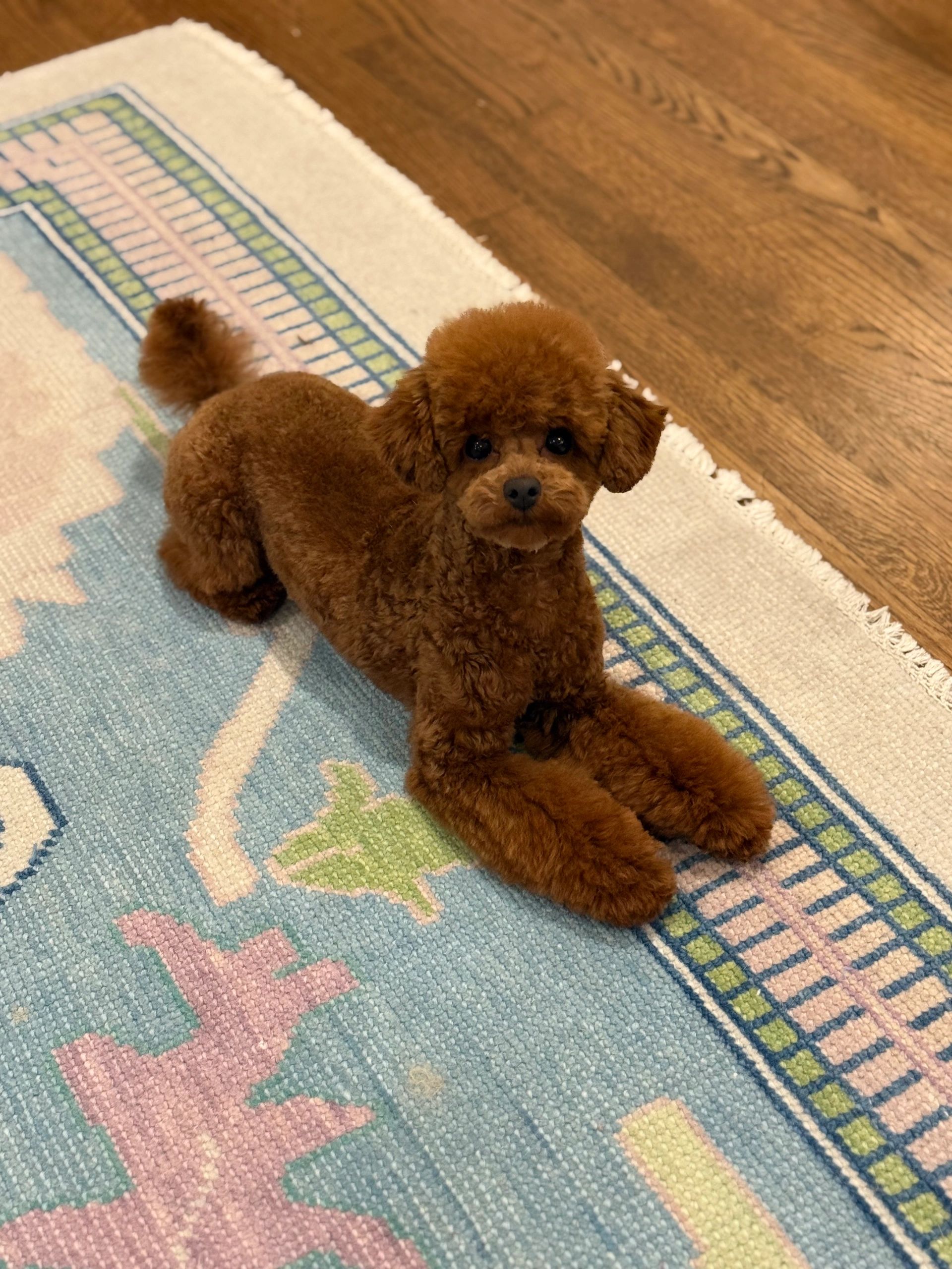 UrbanXI Red Toy Poodle