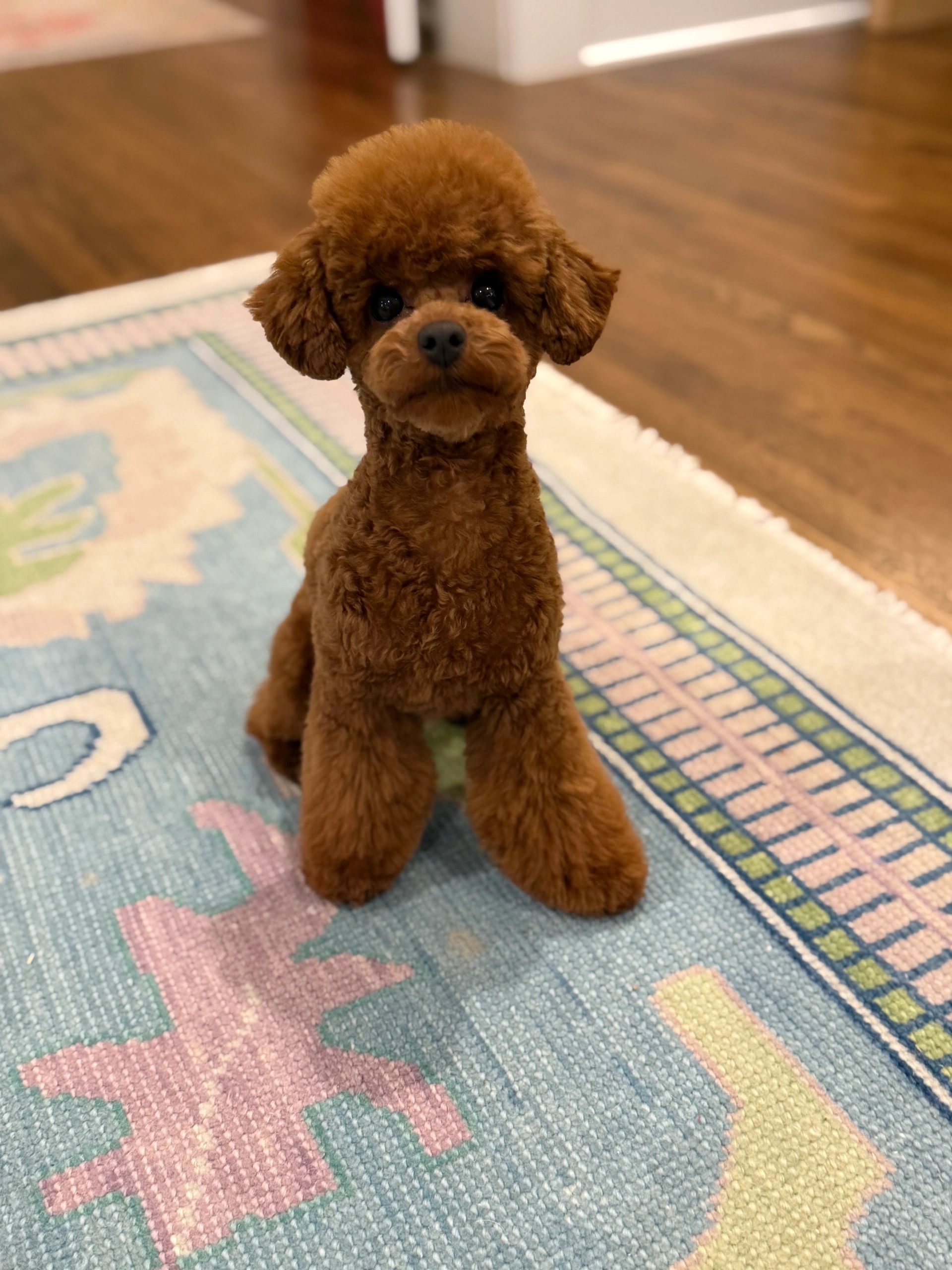 UrbanXI Red Toy Poodle