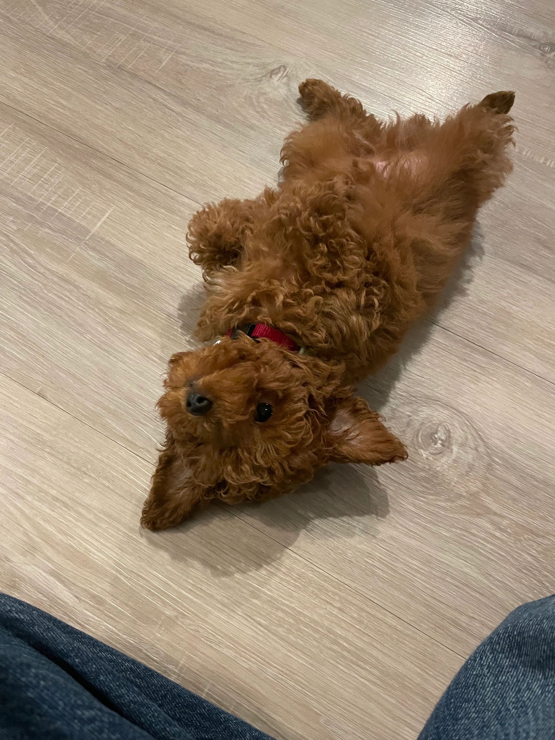 UrbanXI Red Toy Poodle