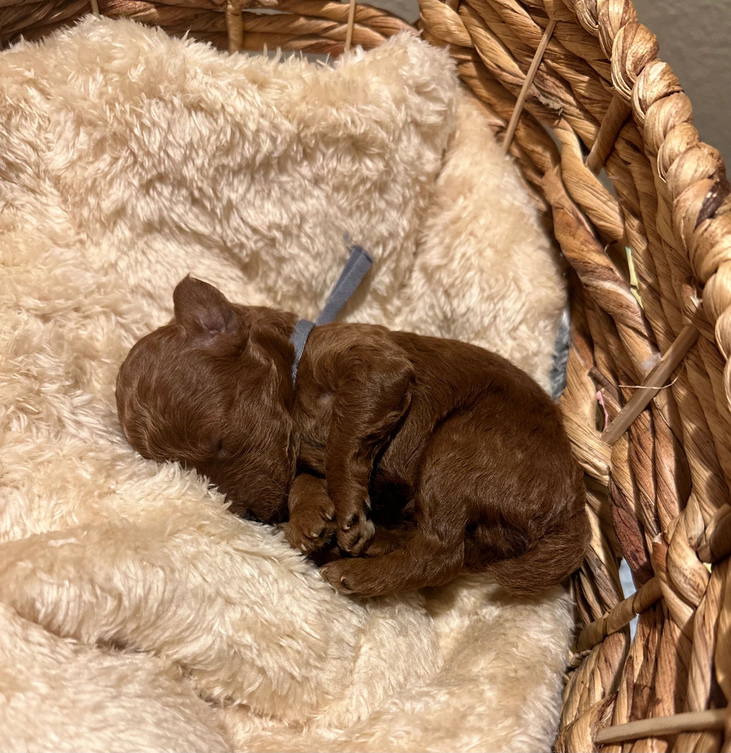 UrbanXI Red Toy Poodle
