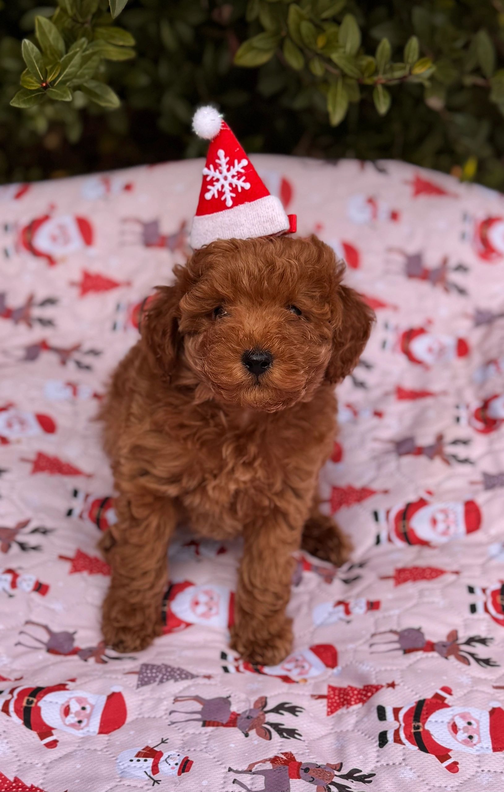 UrbanXI Red Toy Poodle