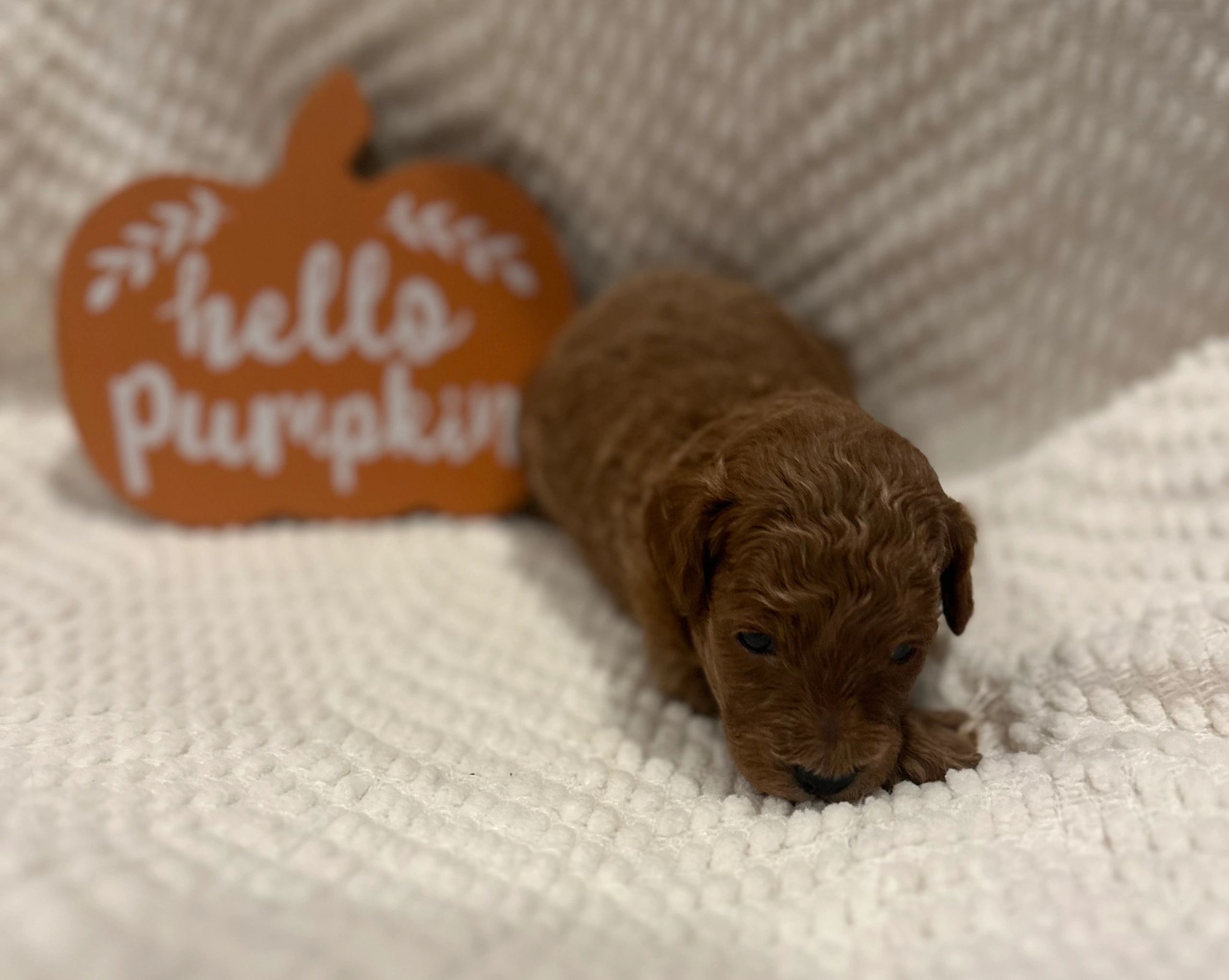 UrbanXI Red Toy Poodle