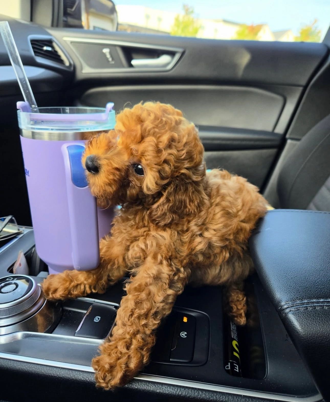 UrbanXI Red Toy Poodle
