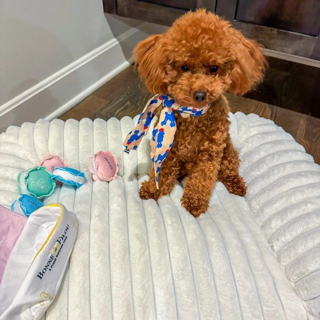 Raised in Our Home - Adorable red toy poodle