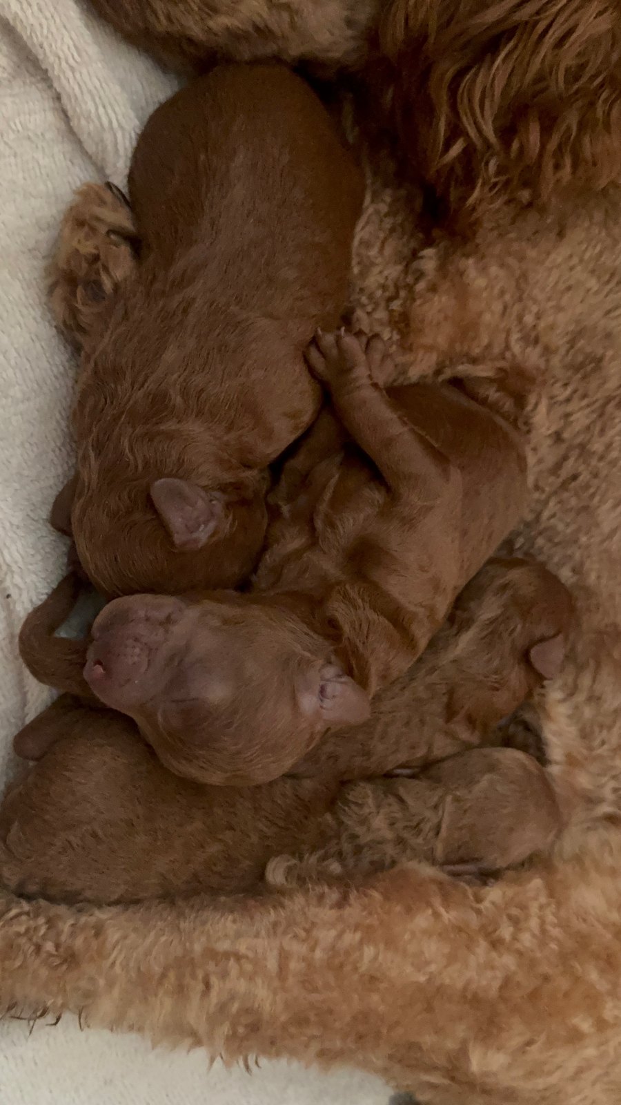UrbanXI Red Toy Poodle Mama with Newborn Litter