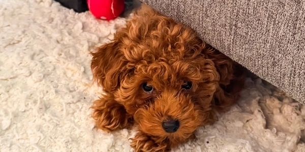 Health & Genetic Testing - Curly red toy poodle